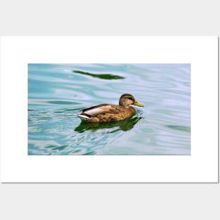 A Duck Swimming In a Pond Posters and Art